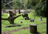 Photo Lémuriens au zoo de Beauval