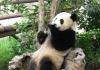 Photo Sauvons les Pandas géants!