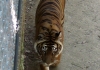 Photo Tigre au Zoo de Peaugres