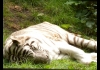 Photo Tigre Blanc au zoo de beauval
