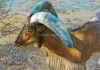 Photo Un mouflon corse