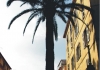 Photo Les palmiers d'Ajaccio