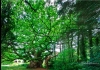 Photo Un chêne de 1500 ans dans les côtes d'Armor, Bretagne