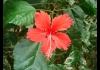 Photo Fleur d'Hibiscus