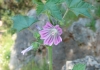Photo Fleur violette dans la nature
