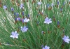 photo jolies fleurs bleues