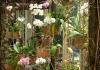 Photo La serre des orchidées