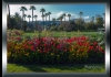 photo Les tulipes au parc Phoenix, Nice