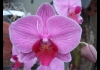Photo Orchidée au parc phoenix de Nice