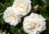 Photo roses blanches
