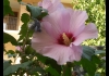 Photo Un hibiscus rose