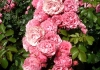 photo une profusion de roses