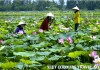 Photo lotus, la fleur nationale du vietnam