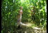 Photo Labyrinthe de maïs