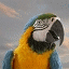 http://www.gralon.net/portable/logos/logo-perroquet-18808.gif http://www.gralon.net/portable/logos/logo-perroquet-18808.gif