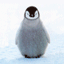 http://www.gralon.net/portable/logos/logo-pingouin-enneige-18799.gif