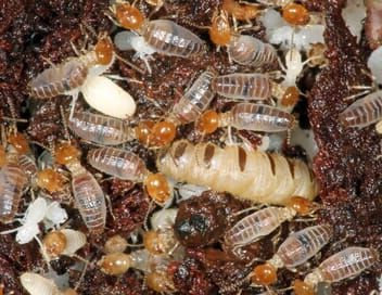 L'univers grouillant des termites
