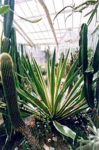 JARDIN DES PLANTES DE CAEN