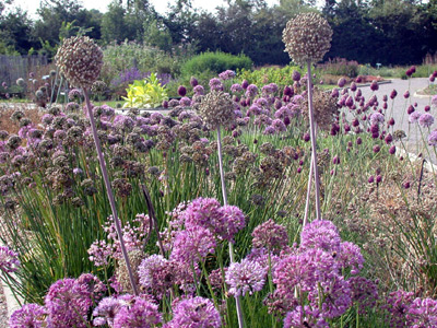 JARDIN DES PLANTES SAUVAGES DU CONSERVATOIRE BOTANIQUE NATIONAL DE BAILLEUL