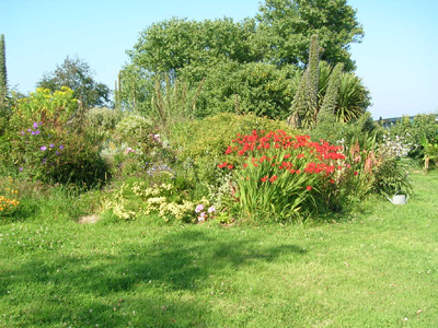 Les cordylines barfleur Les cordylines barfleur