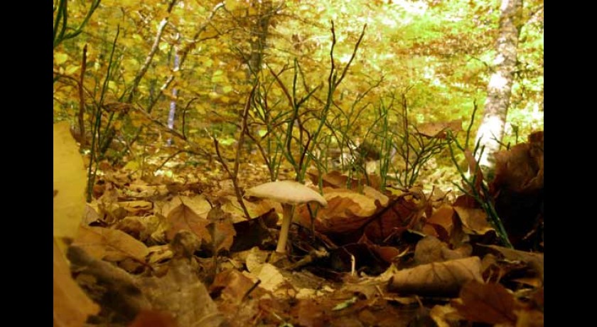 A La Cueillette des Champignons