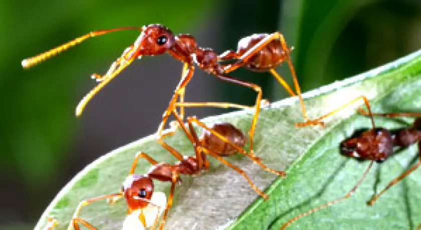 De la fourmi travailleuse à la fascinante mygale