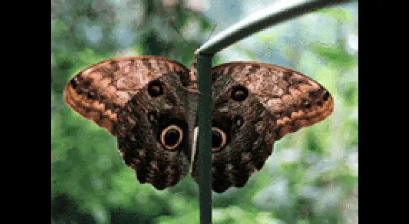 Les papillons d'Amarante