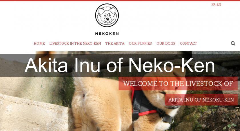 Akita Inu of Neko-Ken Akita Inu of Neko-Ken