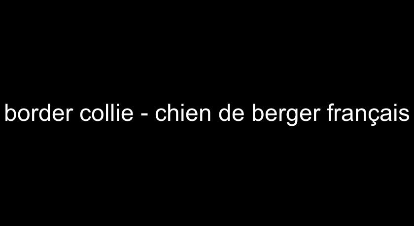 border collie - chien de berger français border collie - chien de berger français
