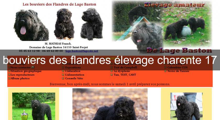 bouviers des flandres élevage charente 17 bouviers des flandres élevage charente 17