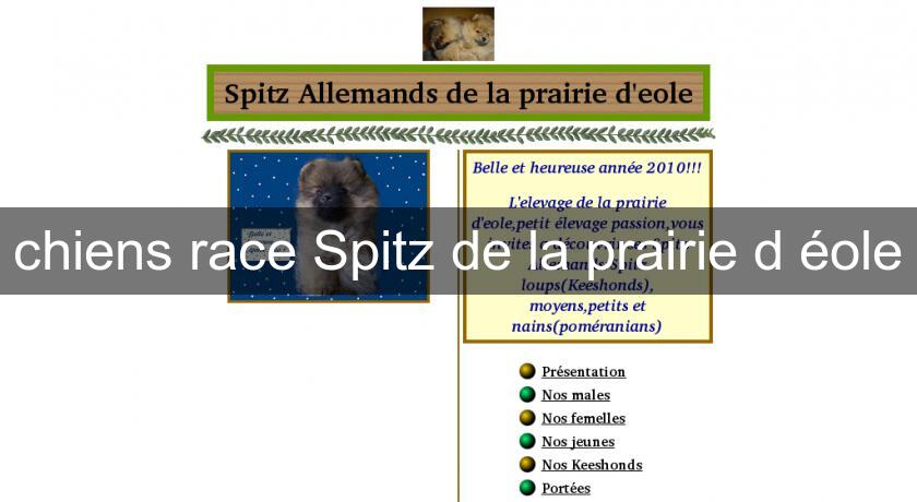 chiens race Spitz de la prairie d'éole chiens race Spitz de la prairie d'éole