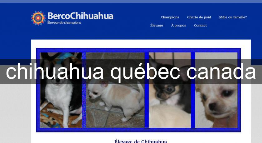 chihuahua québec canada chihuahua québec canada