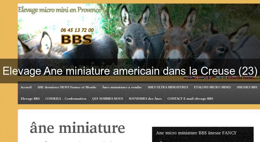 Elevage Ane miniature americain dans la Creuse (23) Elevage Ane miniature americain dans la Creuse (23)