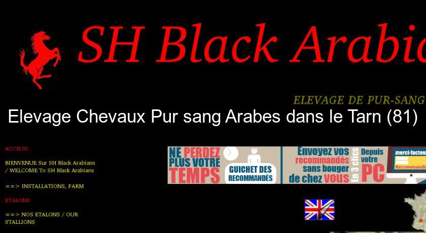 Elevage Chevaux Pur sang Arabes dans le Tarn (81) Elevage Chevaux Pur sang Arabes dans le Tarn (81)