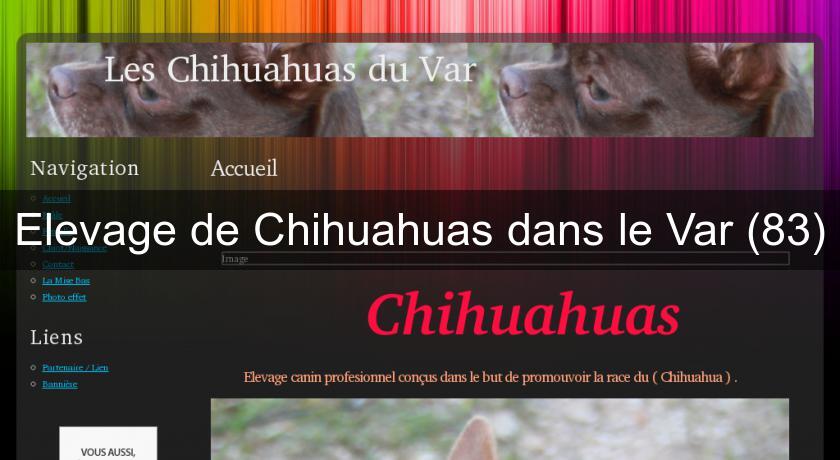 Elevage de Chihuahuas dans le Var (83) Elevage de Chihuahuas dans le Var (83)