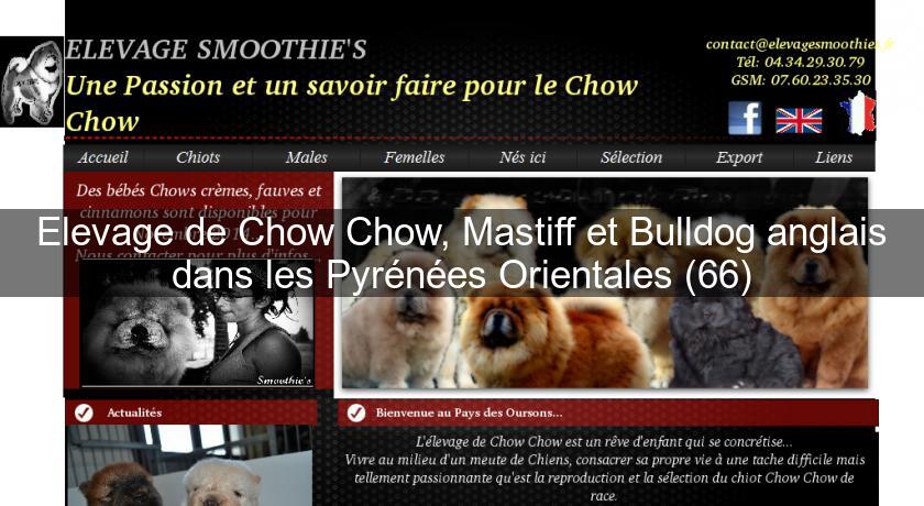 Elevage de Chow Chow, Mastiff et Bulldog anglais dans les Pyrénées Orientales (66) Elevage de Chow Chow, Mastiff et Bulldog anglais dans les Pyrénées Orientales (66)