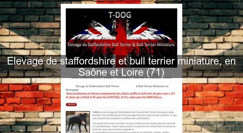 Elevage de staffordshire et bull terrier miniature, en Saône et Loire (71) Elevage de staffordshire et bull terrier miniature, en Saône et Loire (71)
