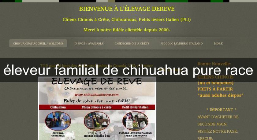 éleveur familial de chihuahua pure race éleveur familial de chihuahua pure race