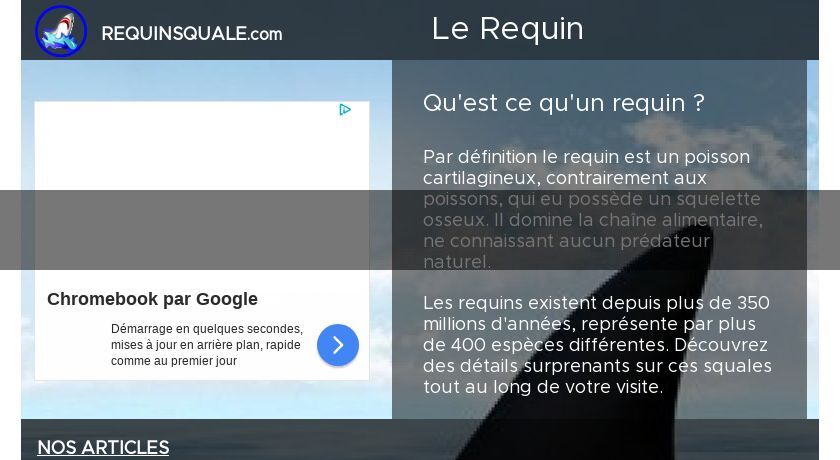 les différentes espèces de requins les différentes espèces de requins