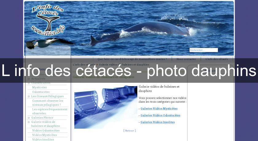 L'info des cétacés - photo dauphins L'info des cétacés - photo dauphins