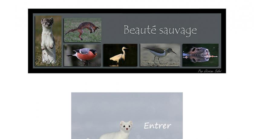 Photographe animalier Photographe animalier