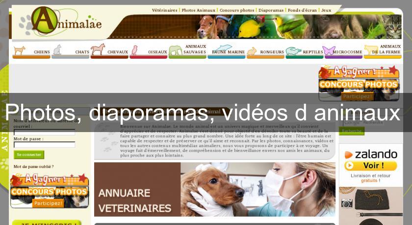 Photos, diaporamas, vidéos d'animaux Photos, diaporamas, vidéos d'animaux