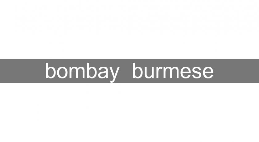 bombay burmese bombay burmese