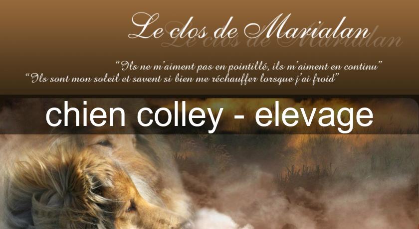 chien colley - elevage chien colley - elevage