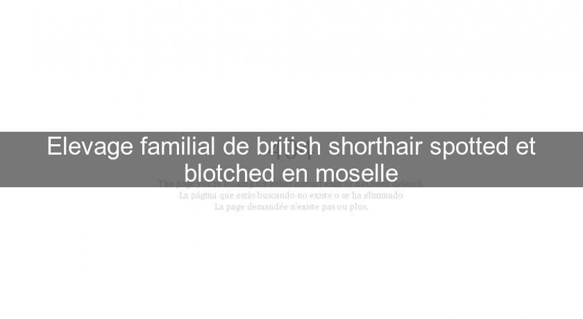Elevage familial de british shorthair spotted et blotched en moselle Elevage familial de british shorthair spotted et blotched en moselle