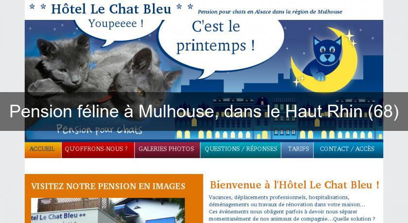 Pension féline à Mulhouse, dans le Haut Rhin (68) Pension féline à Mulhouse, dans le Haut Rhin (68)
