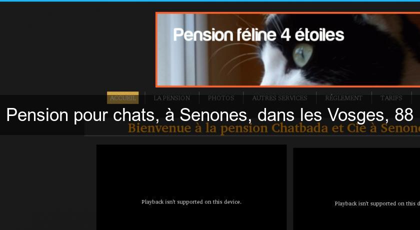 Pension pour chats, à Senones, dans les Vosges, 88 Pension pour chats, à Senones, dans les Vosges, 88