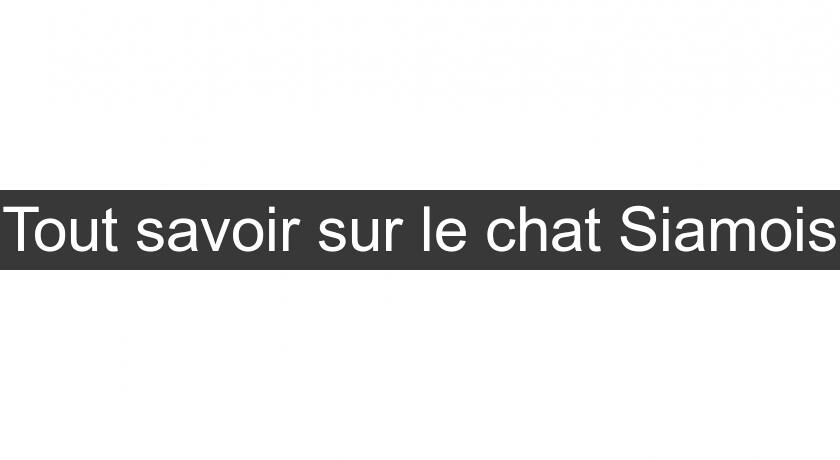 Tout savoir sur le chat Siamois Tout savoir sur le chat Siamois