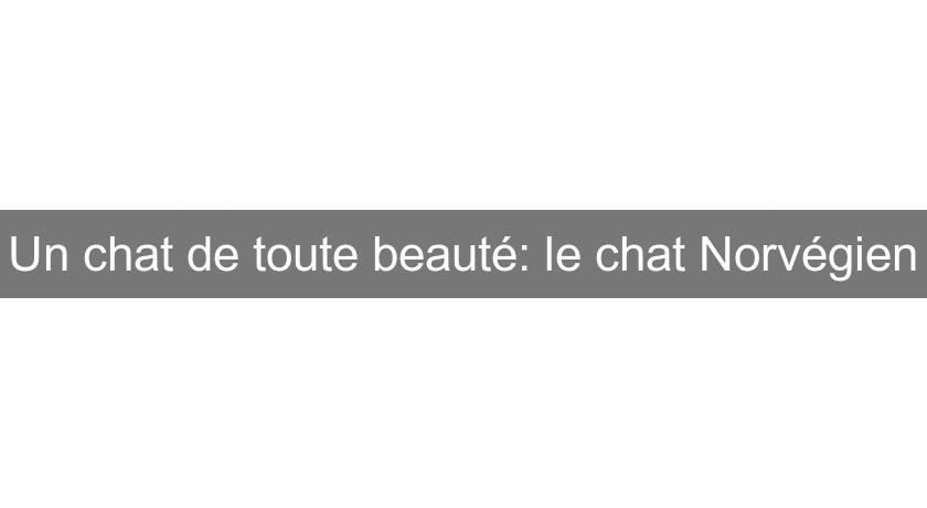 Un chat de toute beauté: le chat Norvégien Un chat de toute beauté: le chat Norvégien