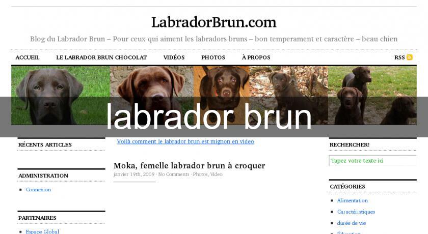 labrador brun labrador brun